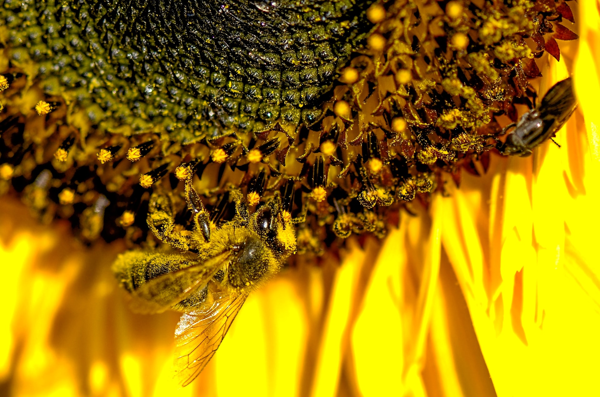 Pyłek kwiatowy — jak działa i jak stosować?