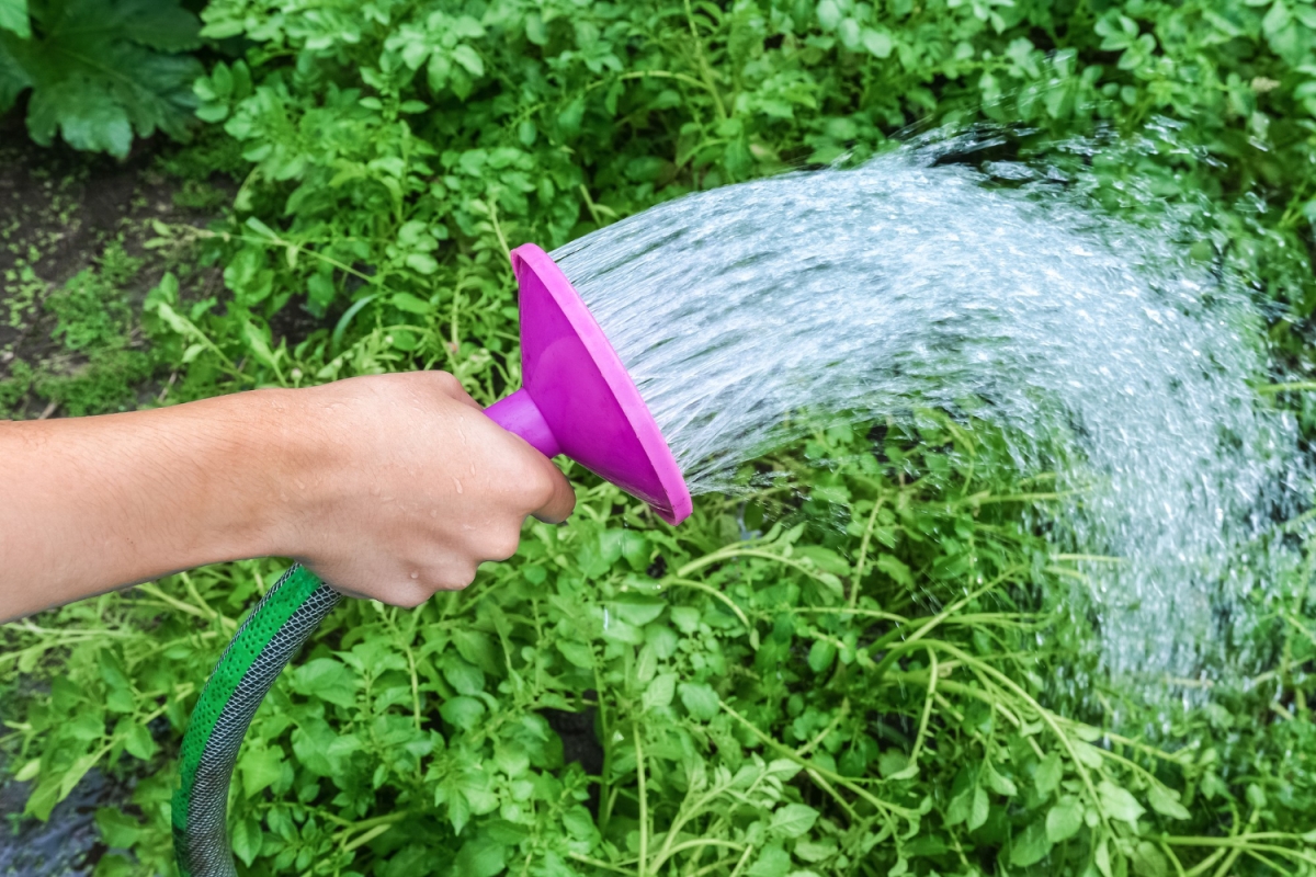 Oszczędzanie wody w ogrodzie - zadbaj o ekologię!