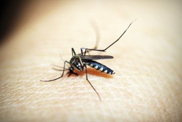 Sposoby na pozbycie się komarów