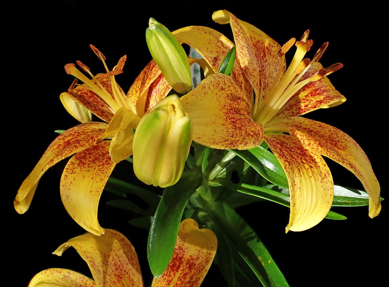 Lilia azjatycka – dlaczego to idealna lilia ogrodowa?
