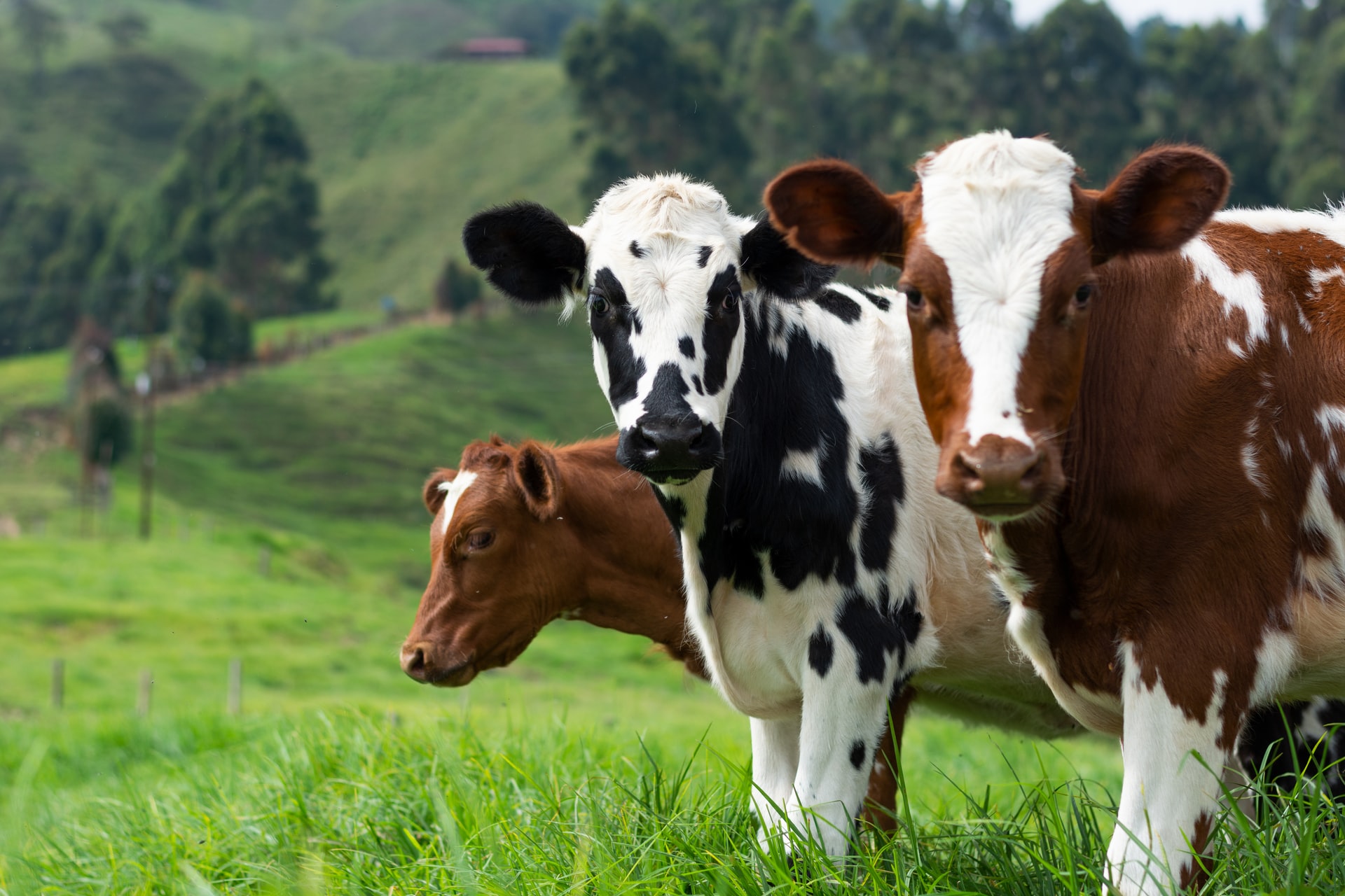 Co ułatwi hodowanie zwierząt rolnych?