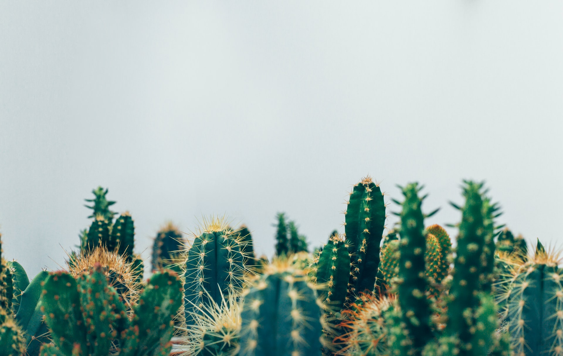 Jak dbać o kaktusy?