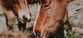 Co mogą jeść konie?
