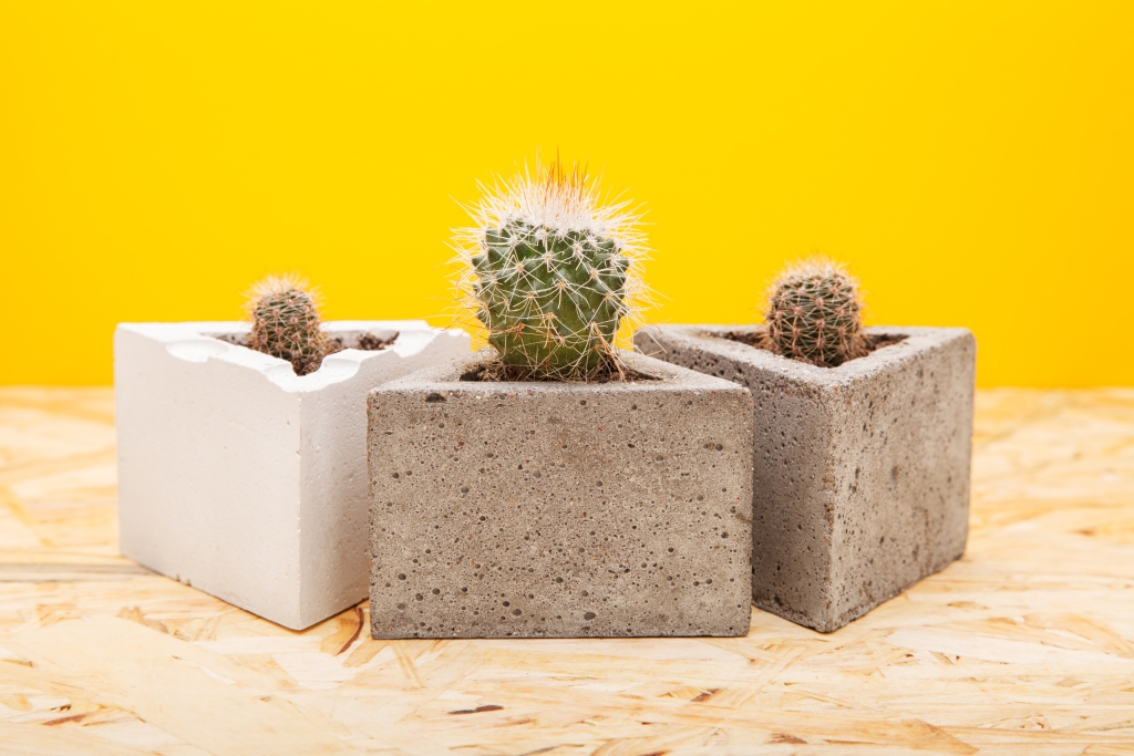 Kaktusy - sukulenty do domowego zacisza