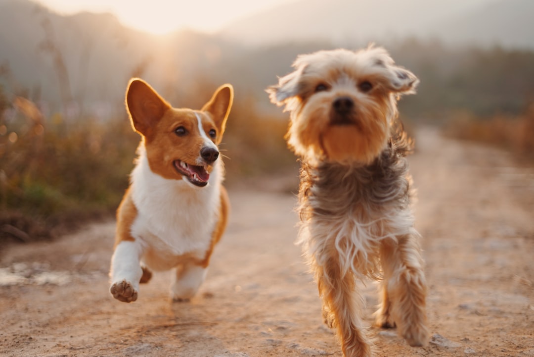 Treserki dla psa: Przewodnik po skutecznych metodach szkolenia
