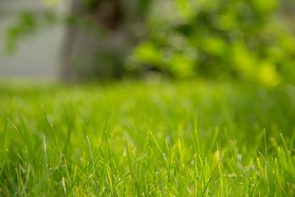 Jak skutecznie pielęgnować trawnik z gotowej trawy: praktyczne porady